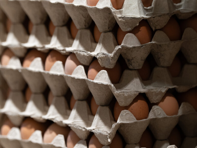 Oeufs frais
